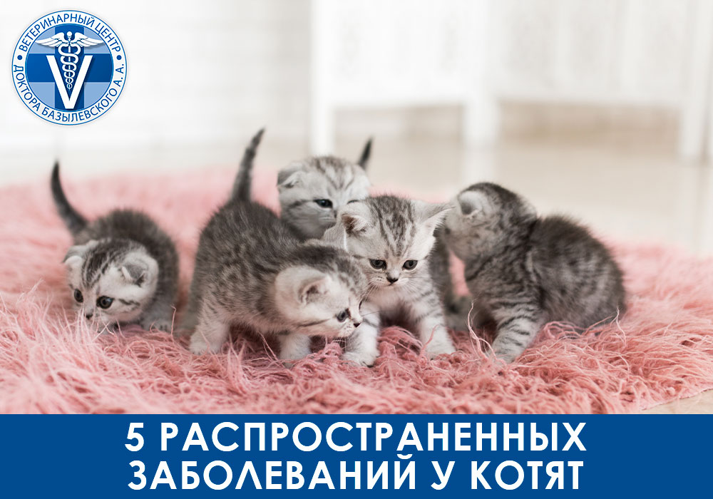 5 распространенных заболеваний у котят