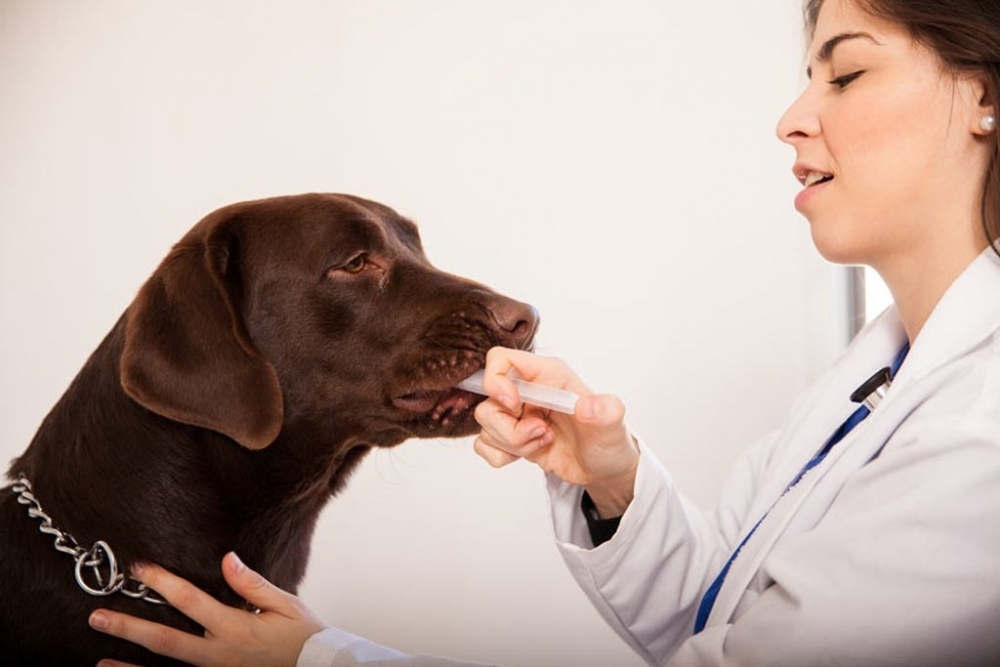 Как правильно дать лекарство животному