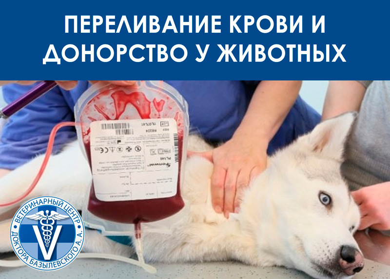 Переливание крови у животных