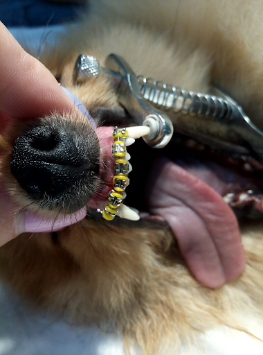 brekety-sobake Ветеринарная стоматология в филиале "Смоленск"