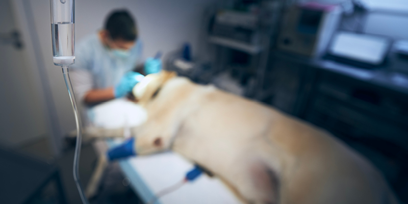 hirurgia-2 Ветеринарный хирург для животных в Смоленске