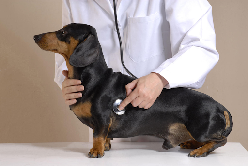 veterinar-osmatrivaet-taksu Когда нужно обращаться к ветеринарному кардиологу?