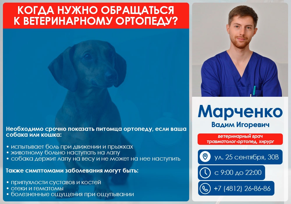 priem-veterinarnym-vrachom-marchenko Ветеринарная ортопедия в филиале «Смоленск»