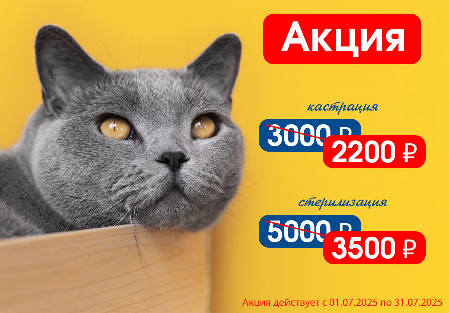 smolensk-akciya-kastraciya-i-sterilizaciya-iyul Акция на услуги кастрации и стерилизации
