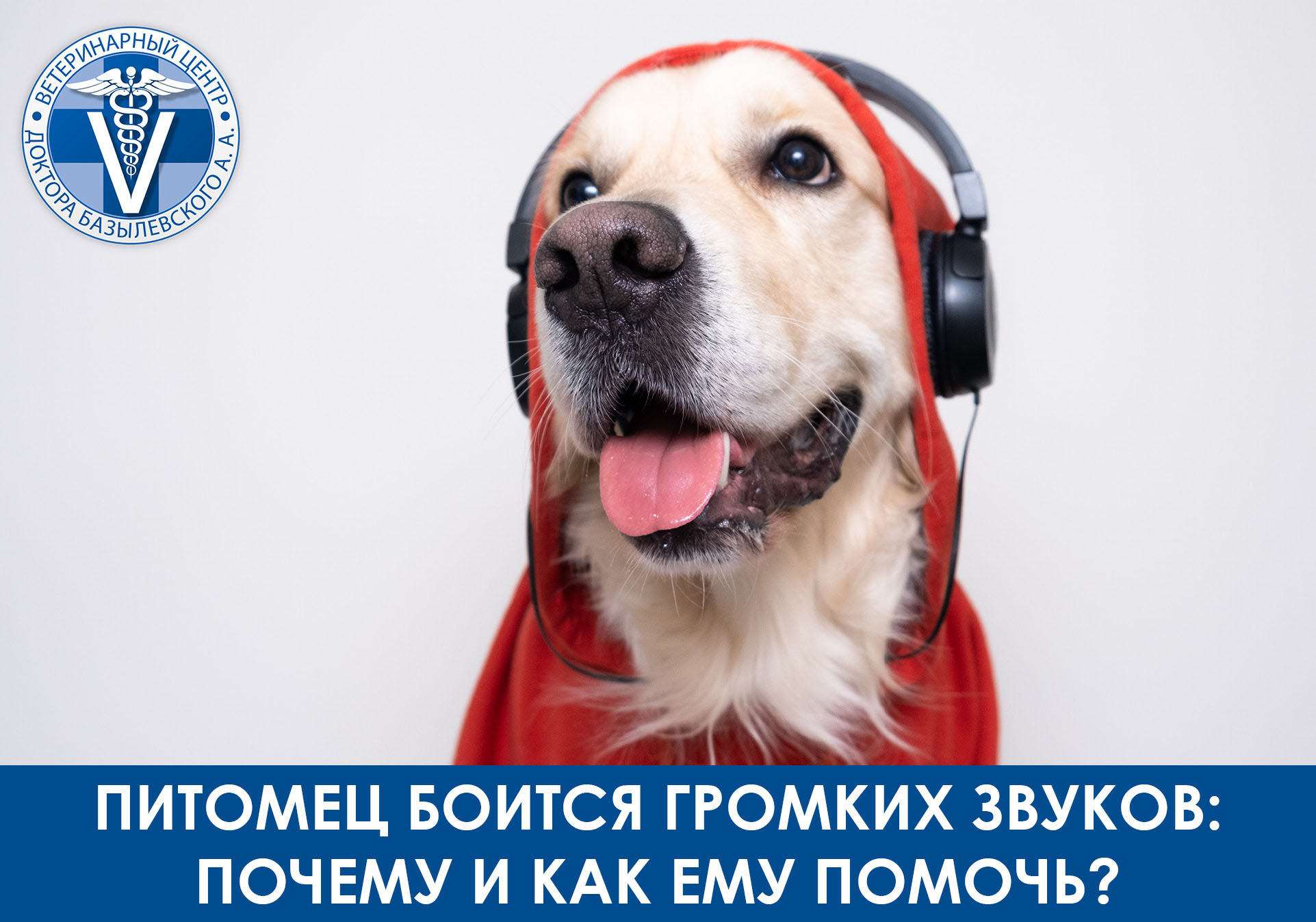 Почему питомцы боятся громких звуков