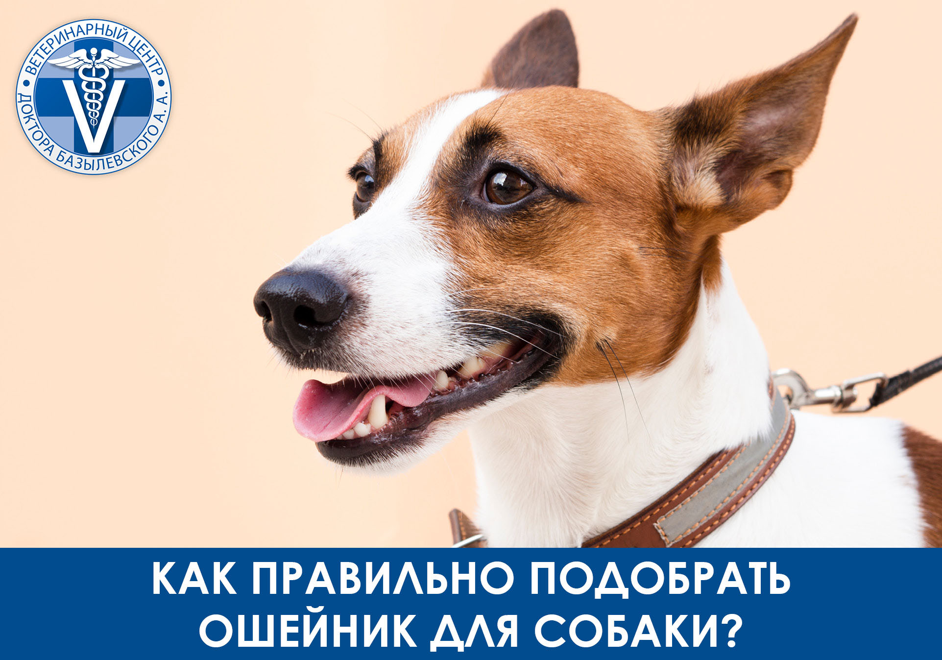 собака с ошейником