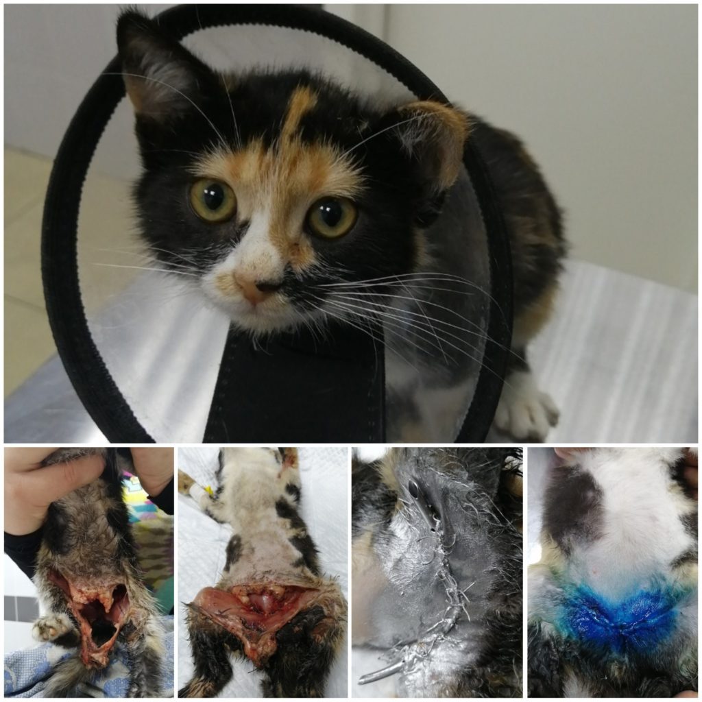 sorokin-pavel-alekseevich-veterinarnyy-vrach-2-1024x1024 Сорокин Павел Алексеевич