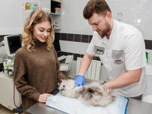 koshka-uzi-pacient-veterinarnogo-centra-smolensk-300x225 О нас