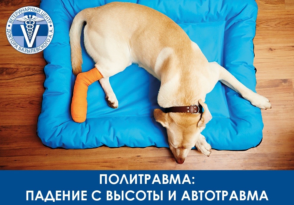 Что такое политравма у животного?