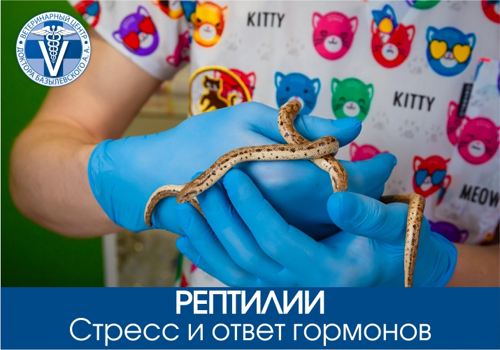 Стресс и ответ гормонов рептилий