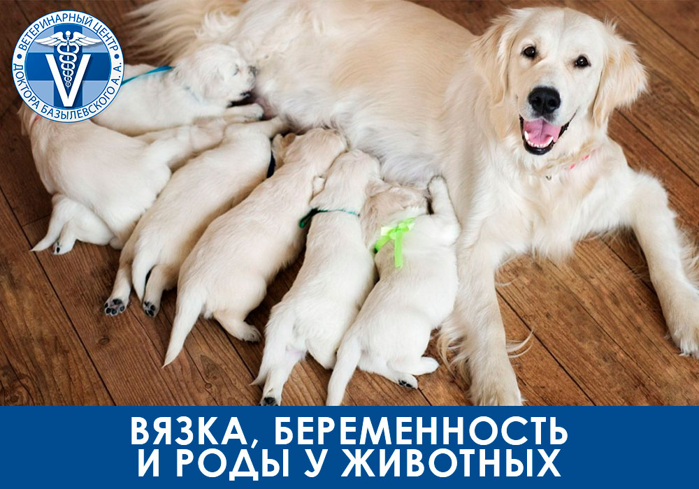 Вязка, беременность и роды у животных
