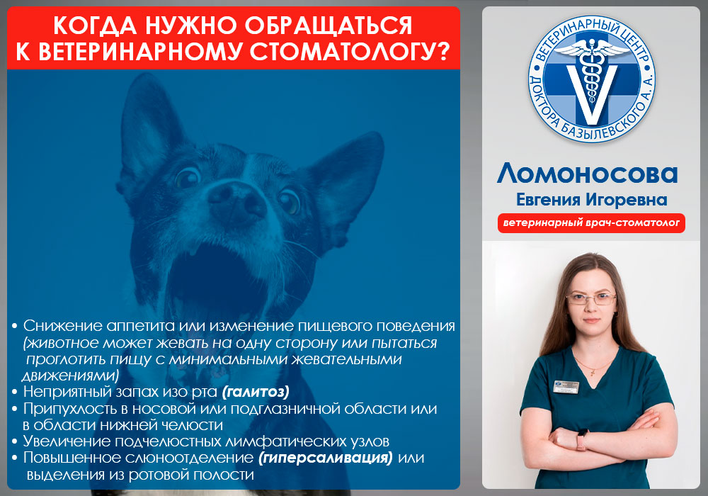 Когда обращаться к ветеринарному стоматологу?