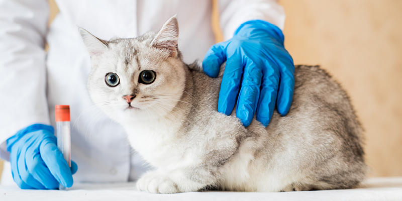 laboratornaja-diagnostica-3 Лабораторные исследования и диагностика животных