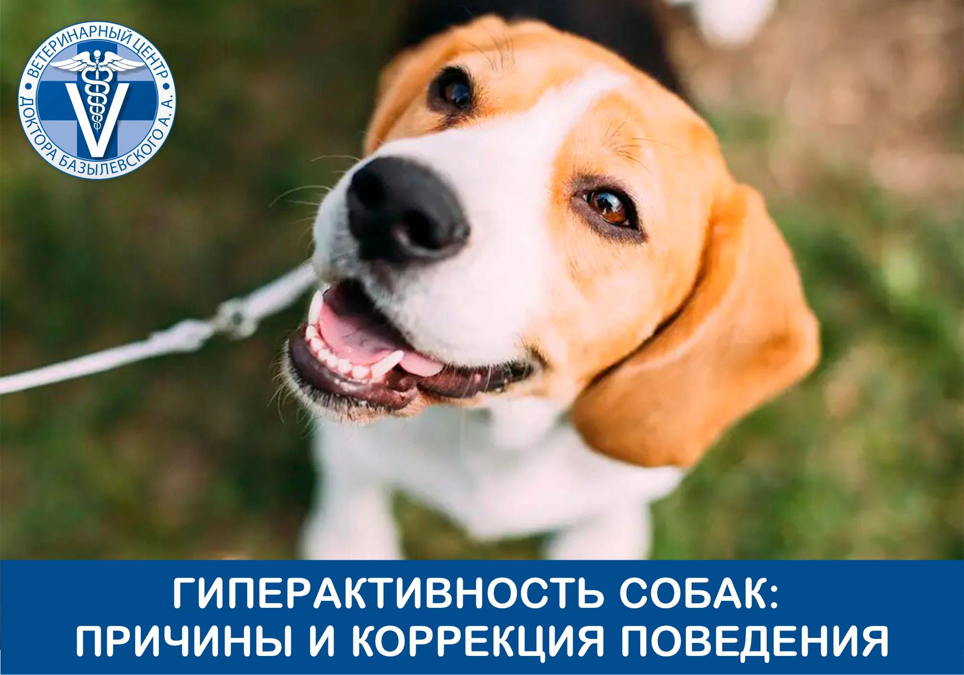 Гиперактивность собак