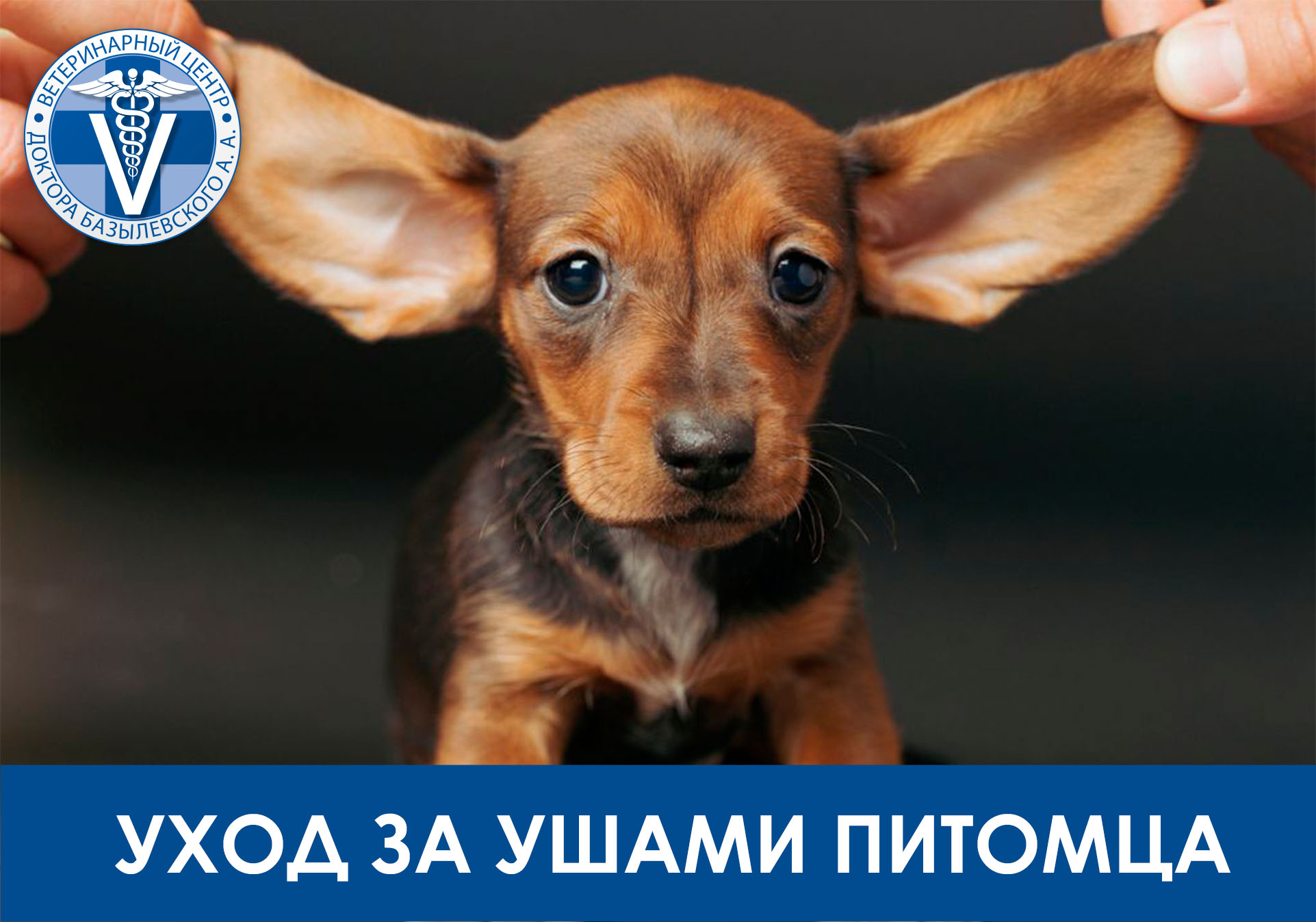Уход за ушами питомца