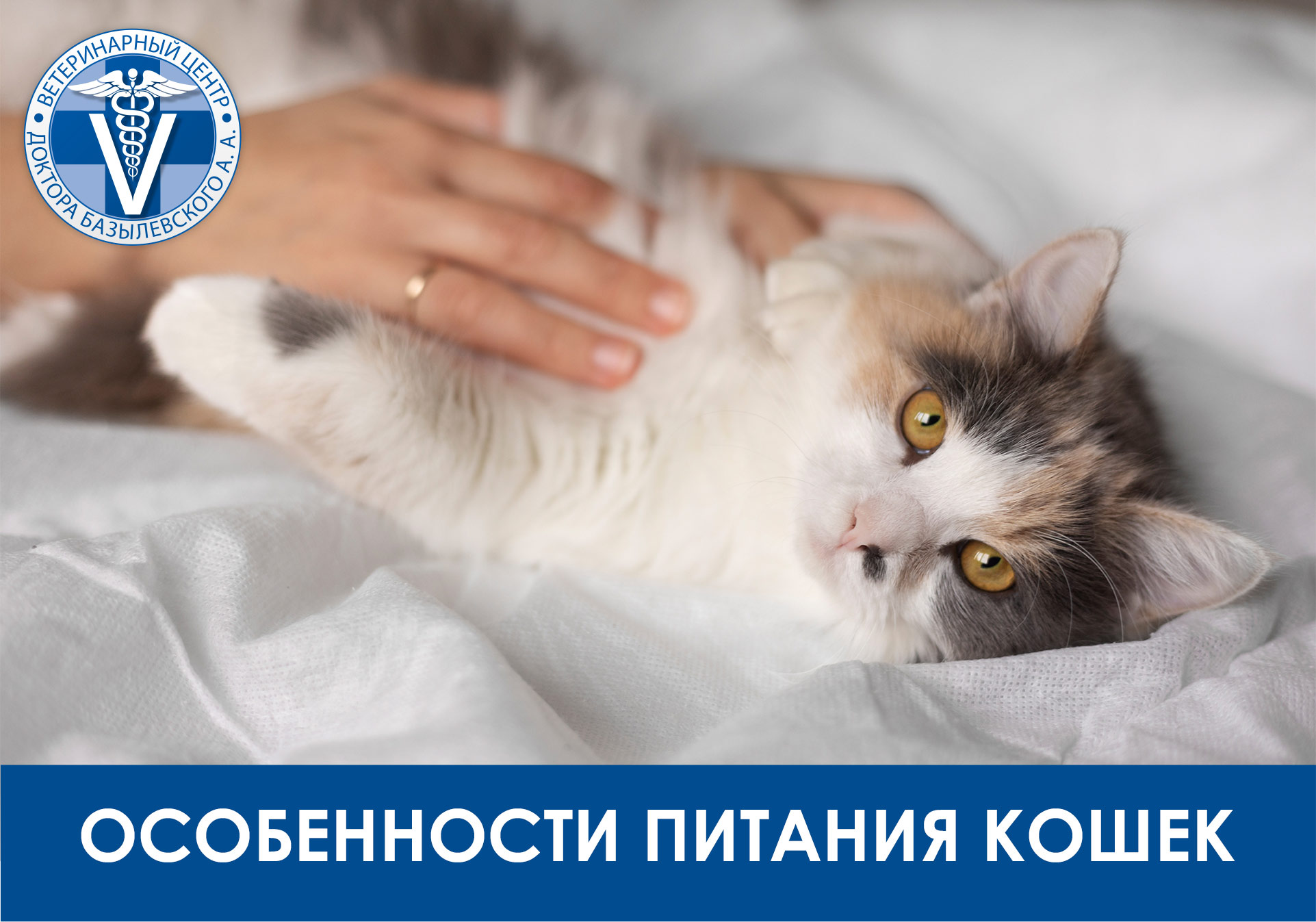 Особенности питания кошек