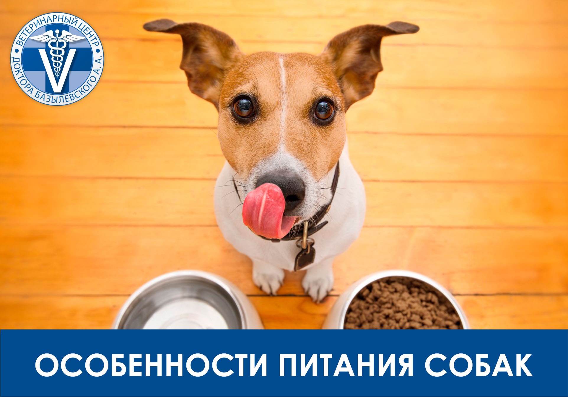 Особенности питания собак
