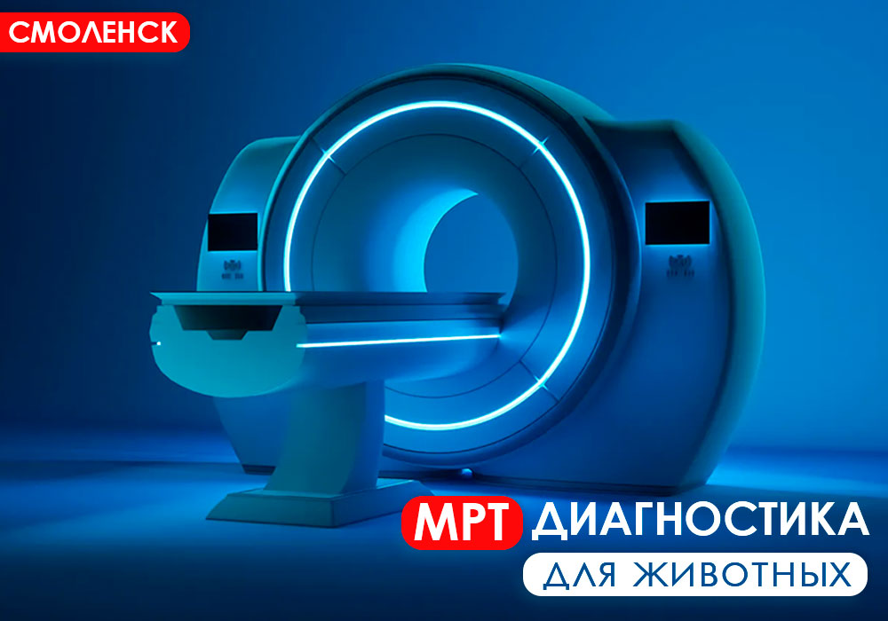 mrt-diagnostika-dlya-zhivotnyh МРТ-диагностика для животных в Смоленске!