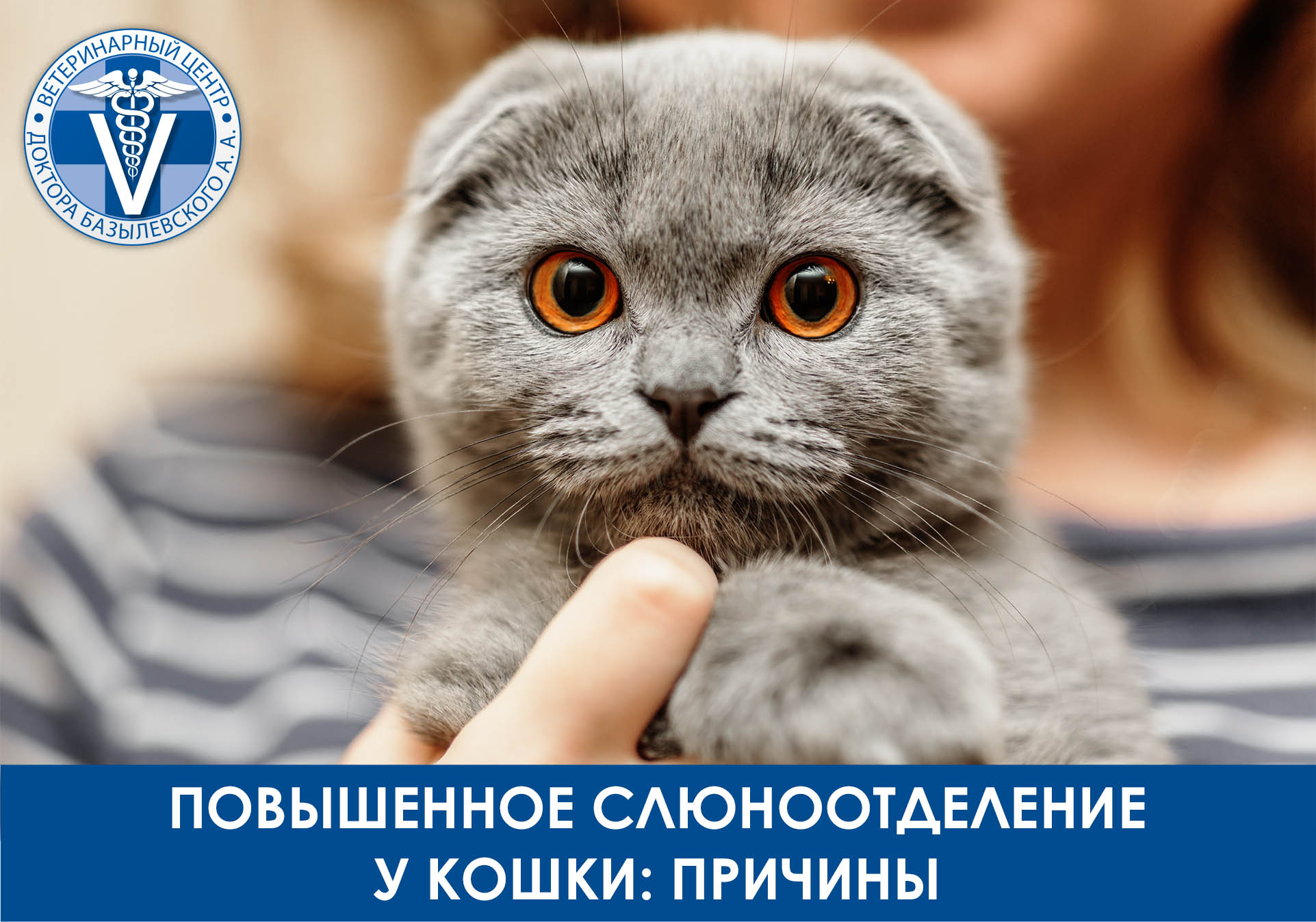 Повышенное слюноотделение у кошки