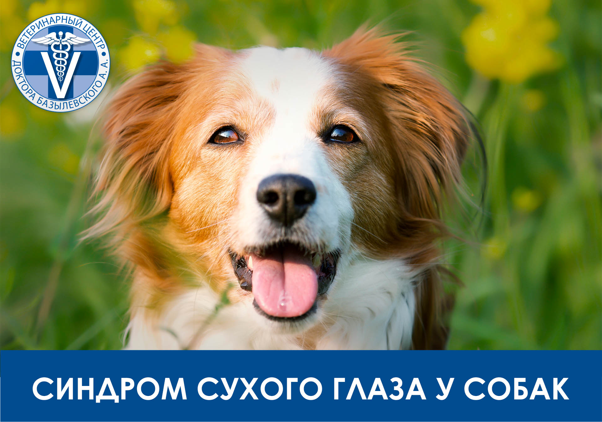 Синдром сухого глаза у собак