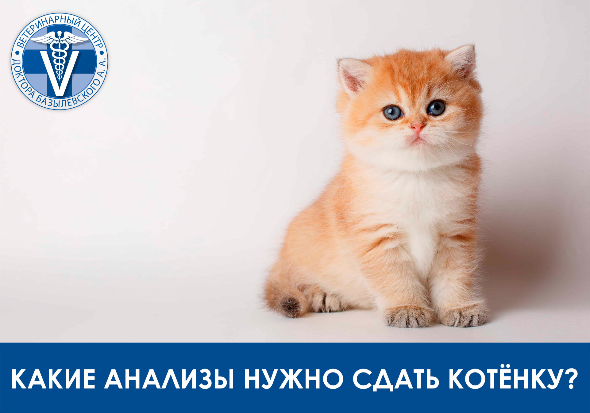 Какие анализы нужно сдать котёнку?