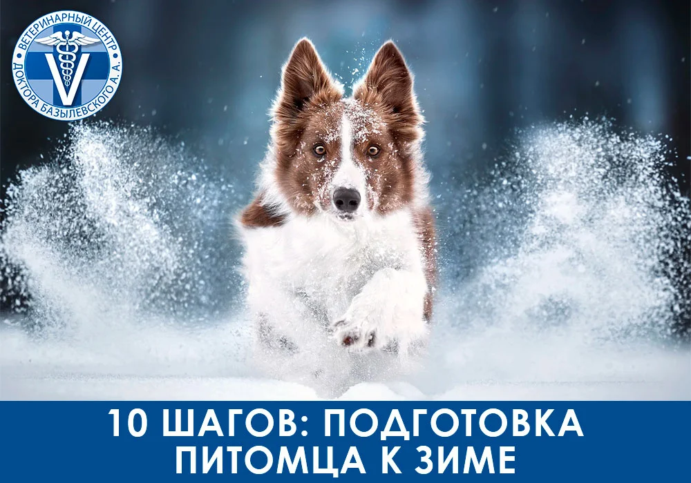 10 шагов: подготовка питомца к зиме