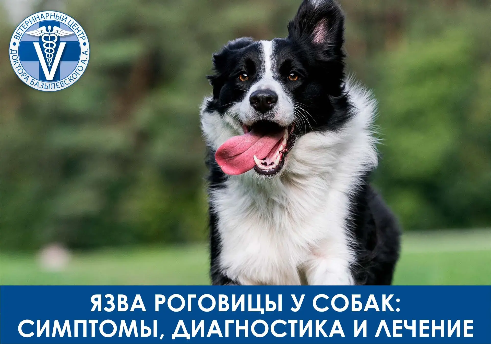 языв роговицы у собак
