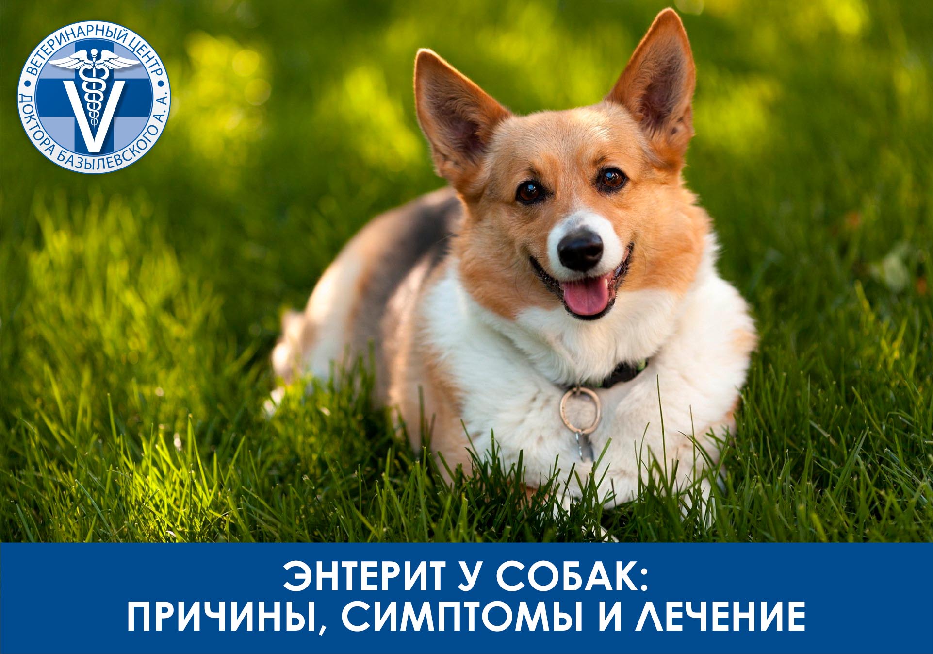 энтерит у собак