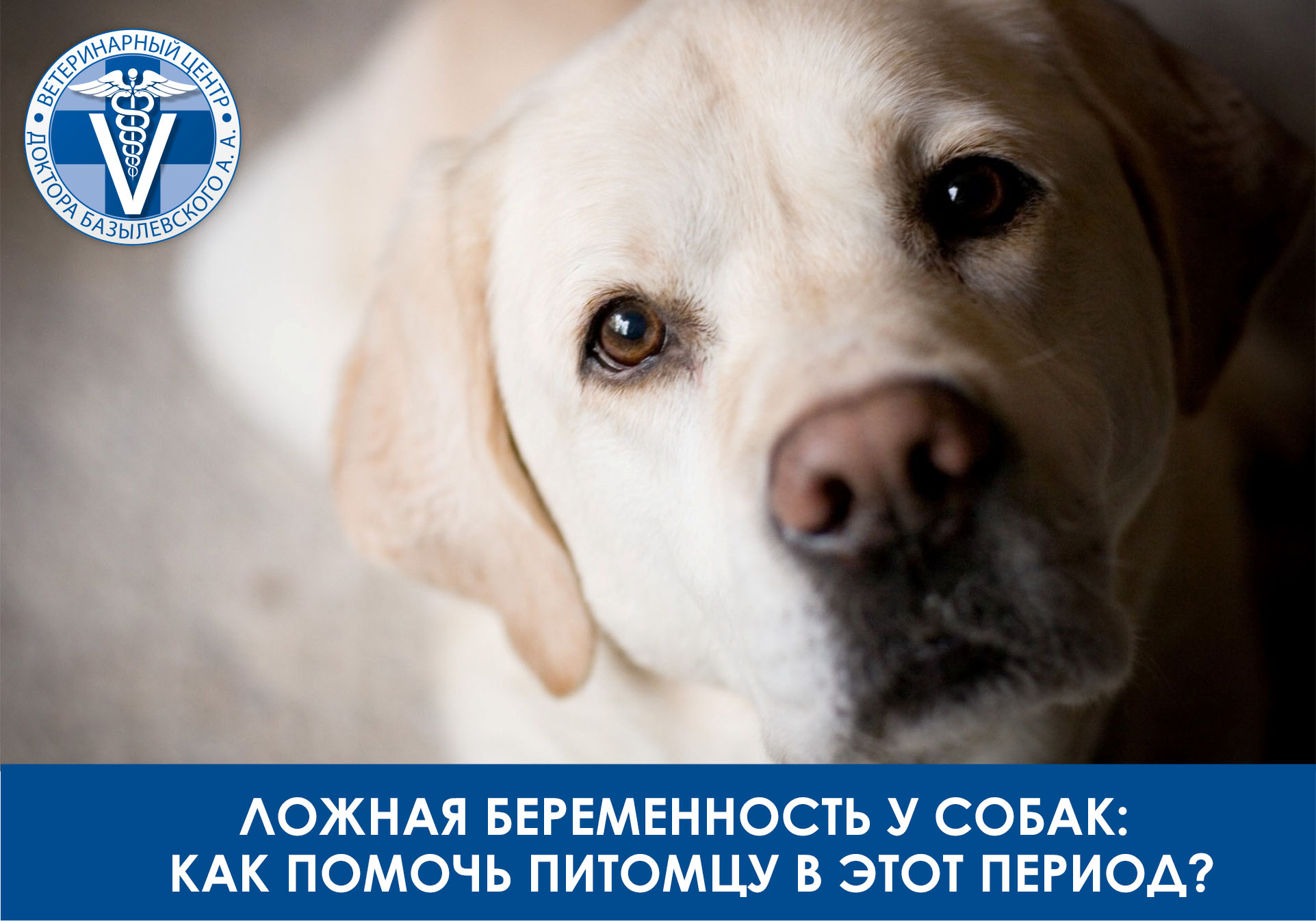 ложная беременность у собак