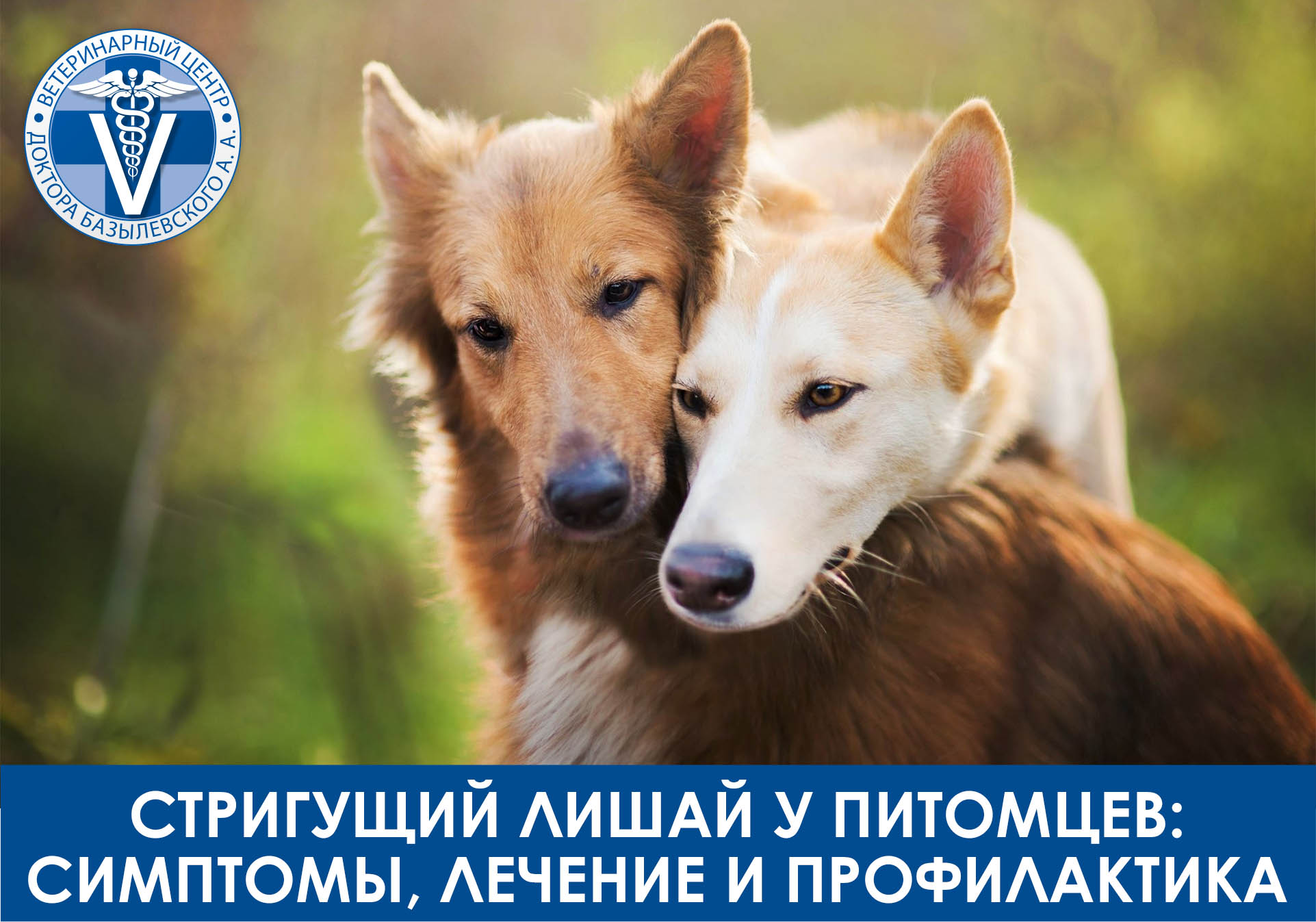 стригущий лишай у животных