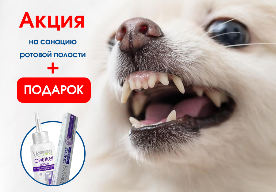 sanaciya-rotovoy-polosti-v-iyune Акция на санацию ротовой полости