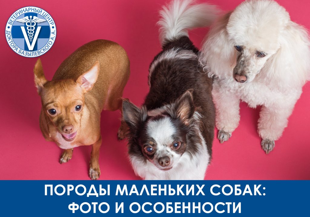 три собаки на розовои полу