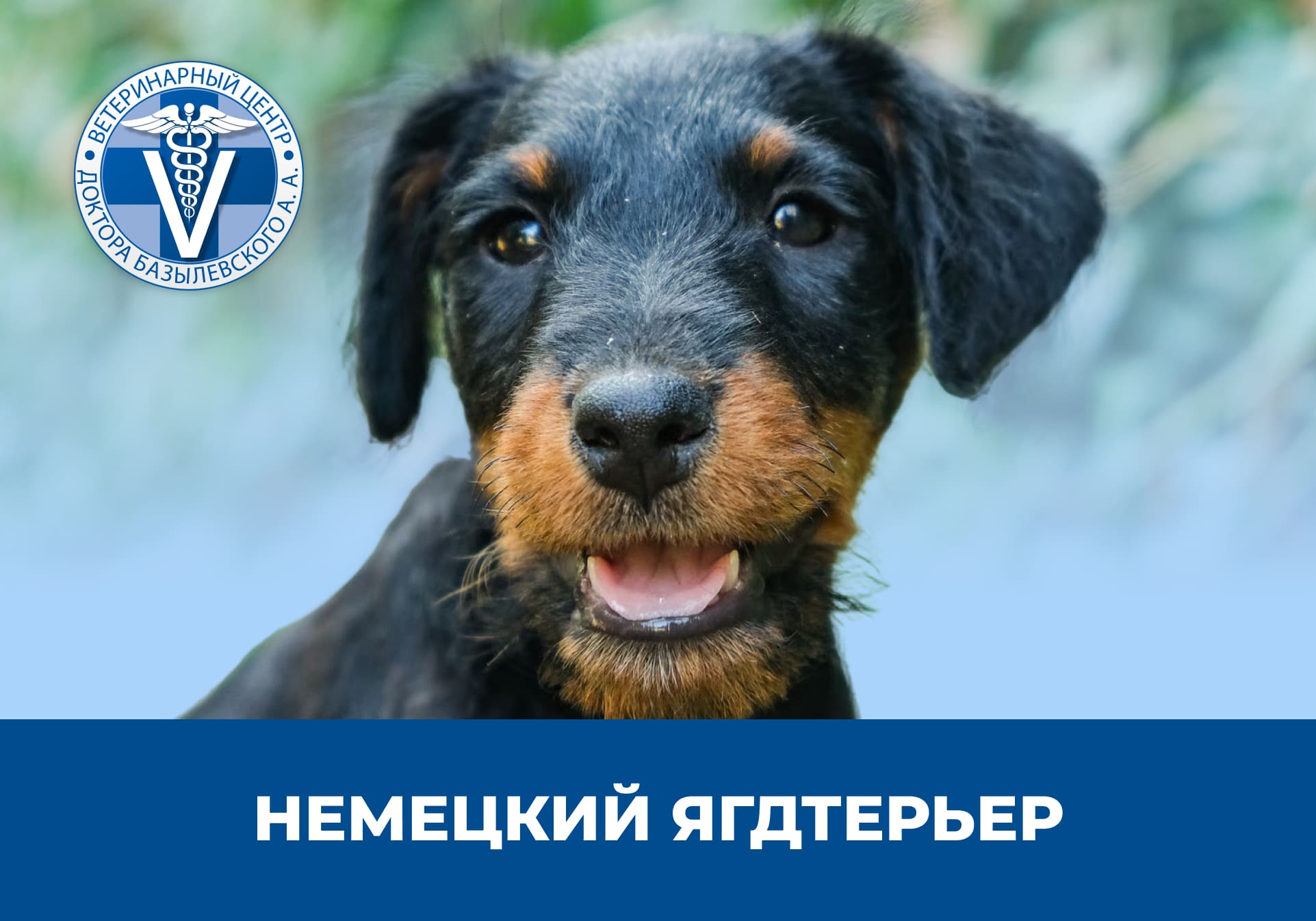 Немецкий ягдтерьер